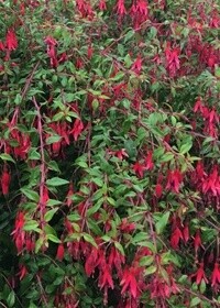 Fuchsia Riccartonii 1 gal