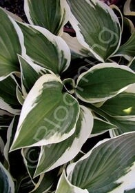 Hosta Patriot QT