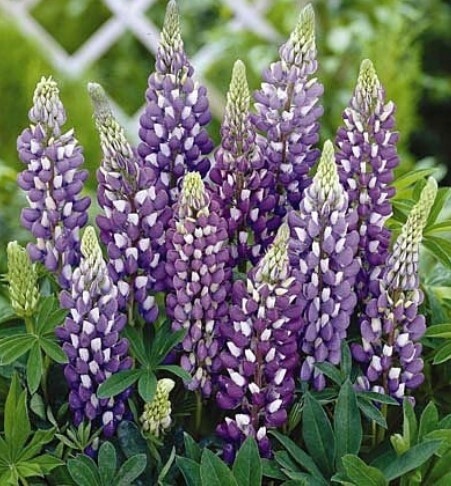 Lupine Gallery Blue 4"