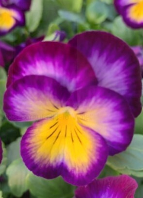 Violet Halo violet 4&quot;