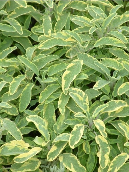Sage Golden Vari 4"