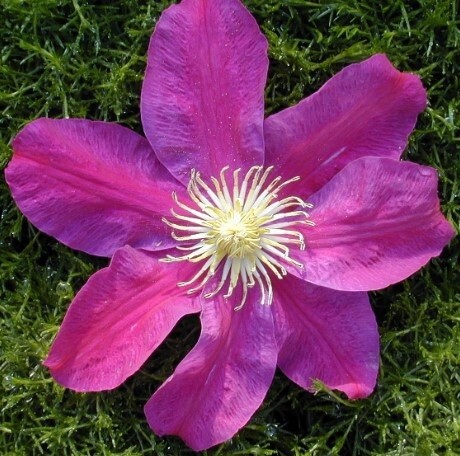 Clematis Sunset 1 gal