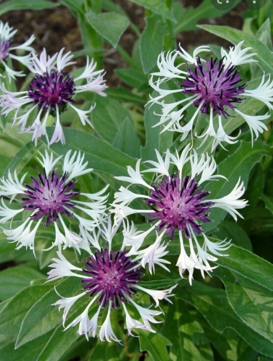 Centaurea Amethyst Snow 1 gal
