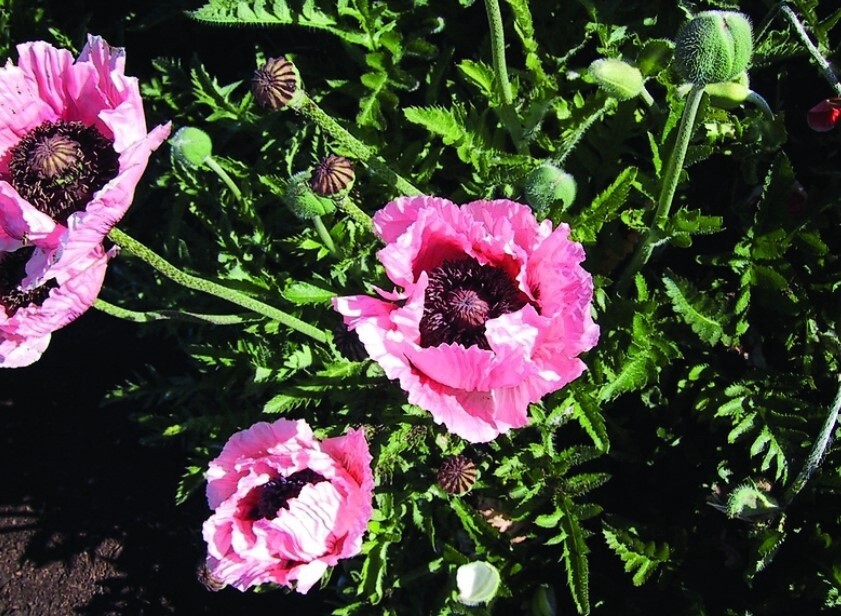 Poppy Victoria Louise 4&quot;