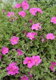 Cistus Magenta 1 gal