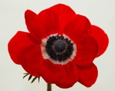 Anemone Marinne Red QT