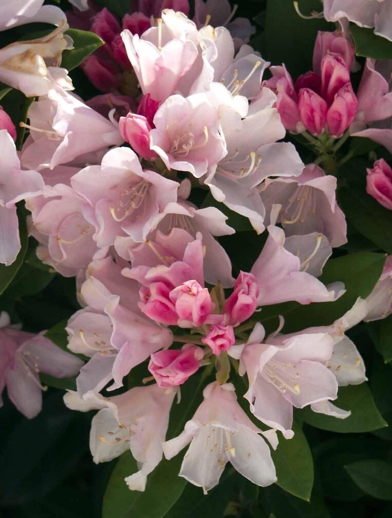 Rhody Yaku Princess 5gal