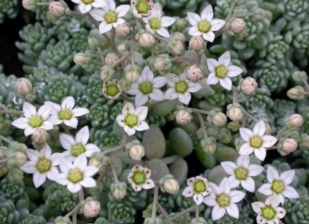 Sedum Major 4&quot;