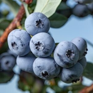Blueberry Bonus 1 gal
