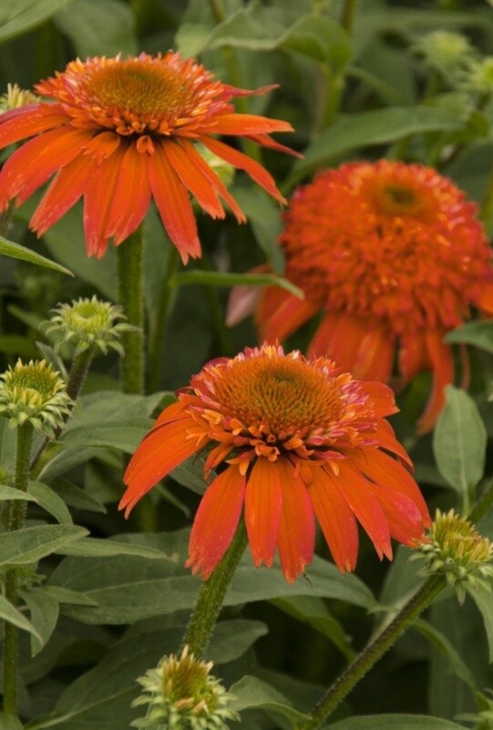 Echinacea Double Scoop Mandarin 1 gal