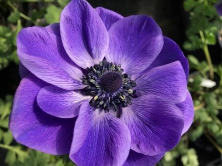 Anemone Marianne Blue Qt