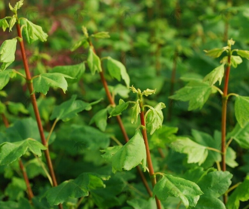 Vine Maple Alleyne Cook 3 gal