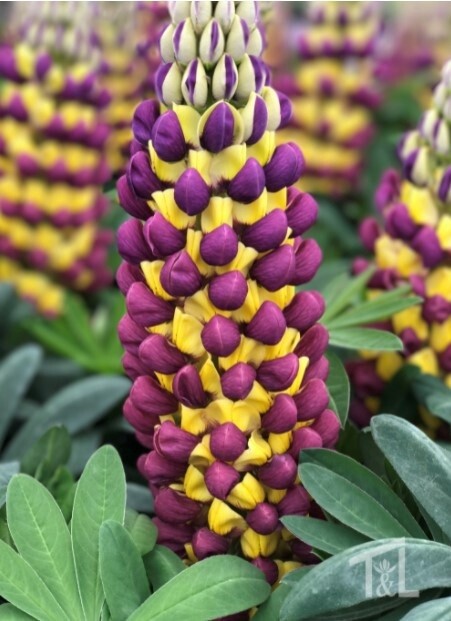 Lupine Manhattan lights 1 gal