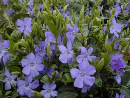 Vinca Minor Bowles 4"