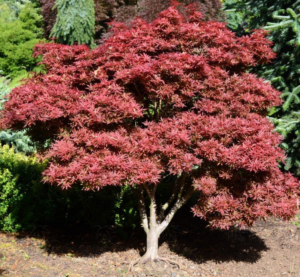 Japanese Maple Shaina 2 gal