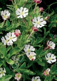 Night Phlox 1 gal