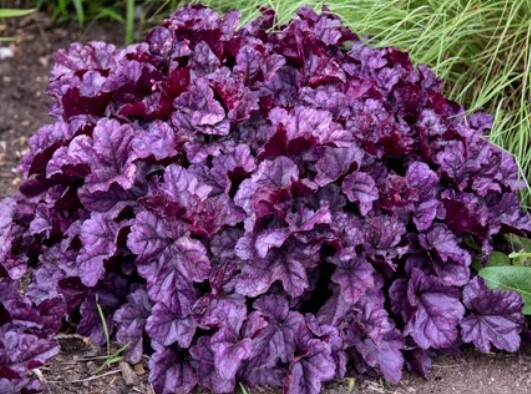 Heuchera Dolce Wildberry QT
