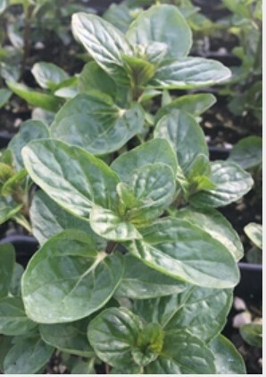 Mint French Peppermint 4&quot;