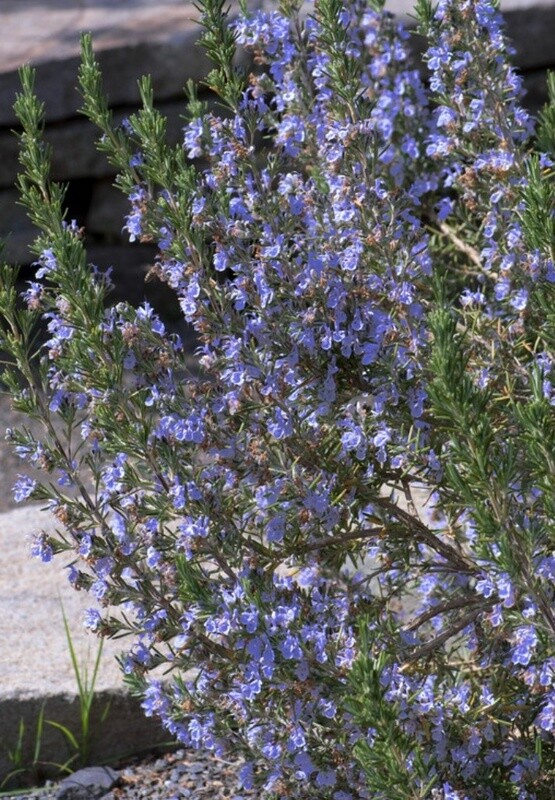 Rosemary Blue Lagoon 1 gal