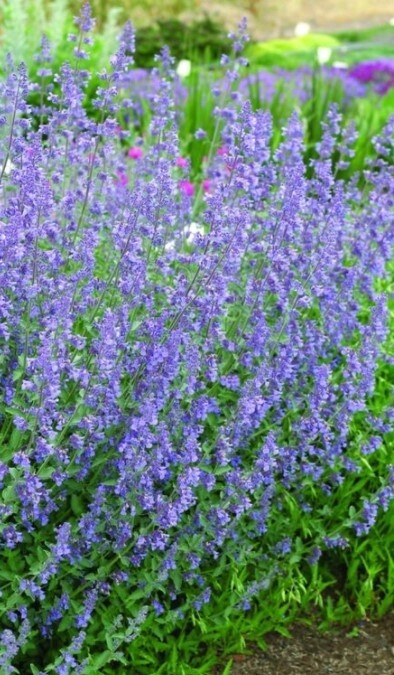 Nepeta  Walkers low 4&quot;