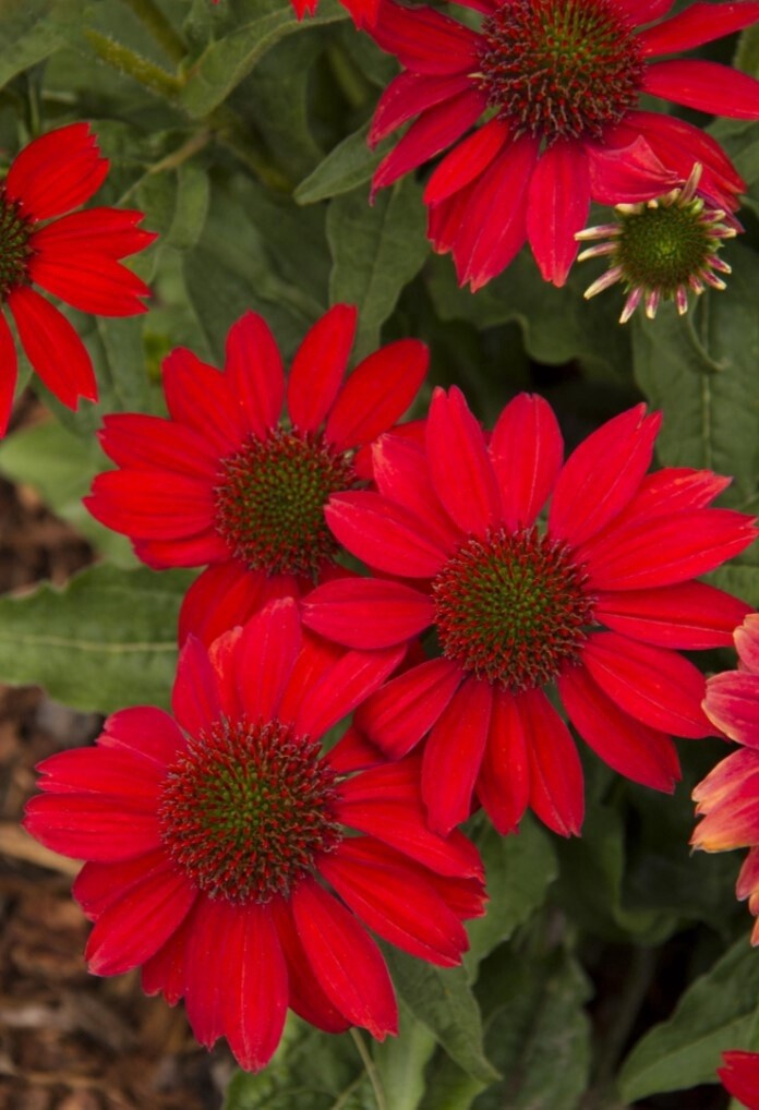 Echinacea Salsa Red QT