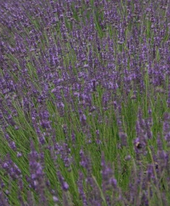 Lavender Phenomenal 4"