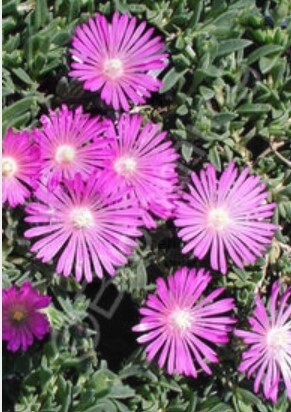 Ice Plant Proffitt 4&quot;