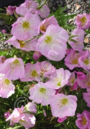 Evening Primrose Siskiyou 4"