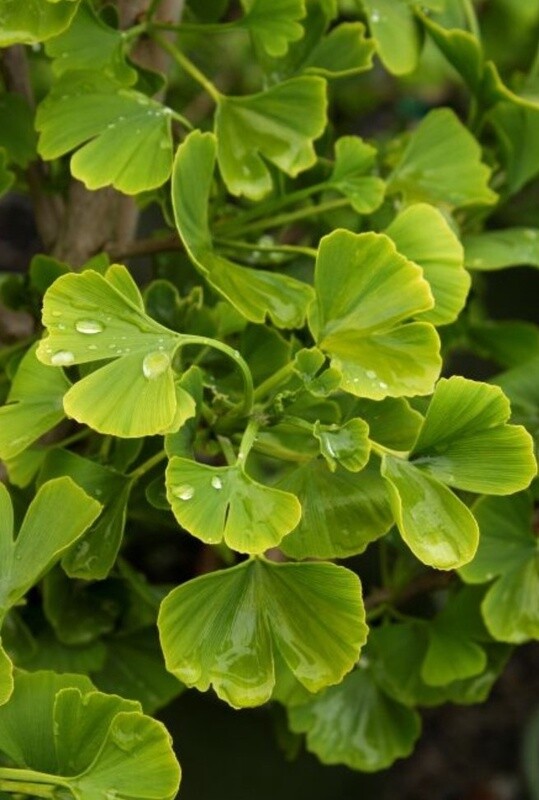 Ginkgo Jade Butterfly 5 gal