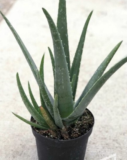 Aloe Vera 4&quot;