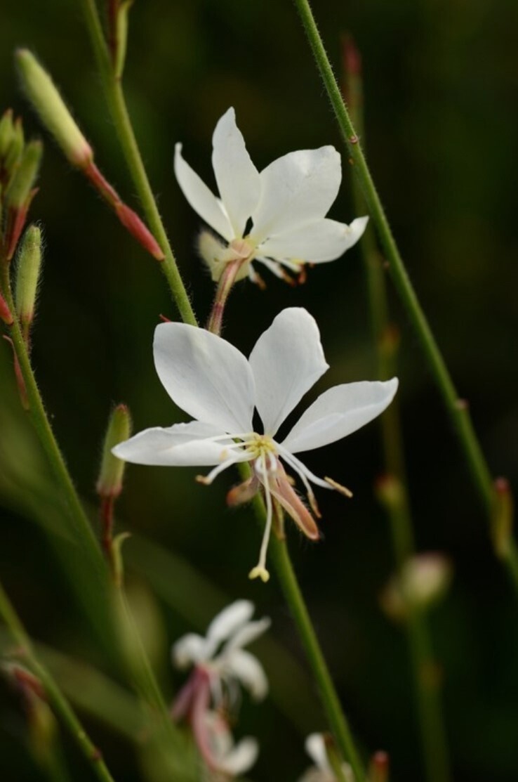 Gaura Belleza White Qt