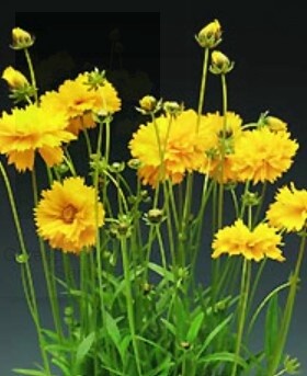 Coreopsis Santa Fe 4&quot;