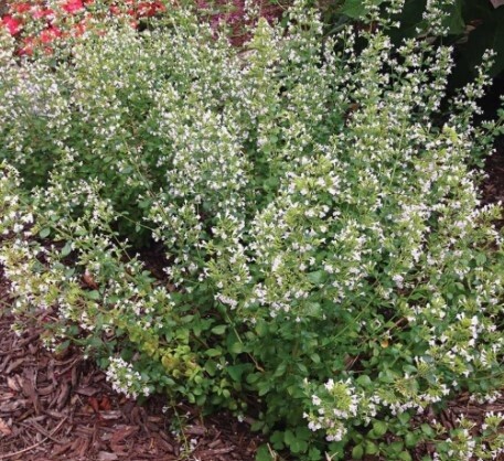 Calamint 1 gal