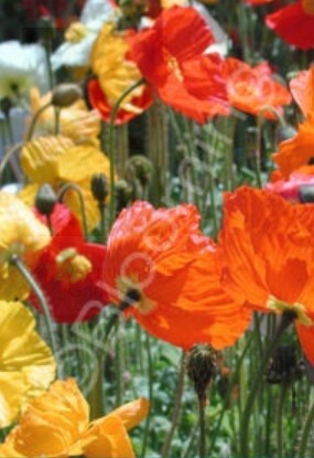 Papaver Iceland mix 4"