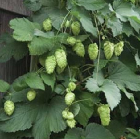 Hops Willamette 1 gal
