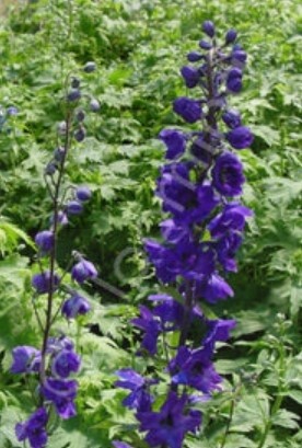Delphinium Black Knight 1 gal