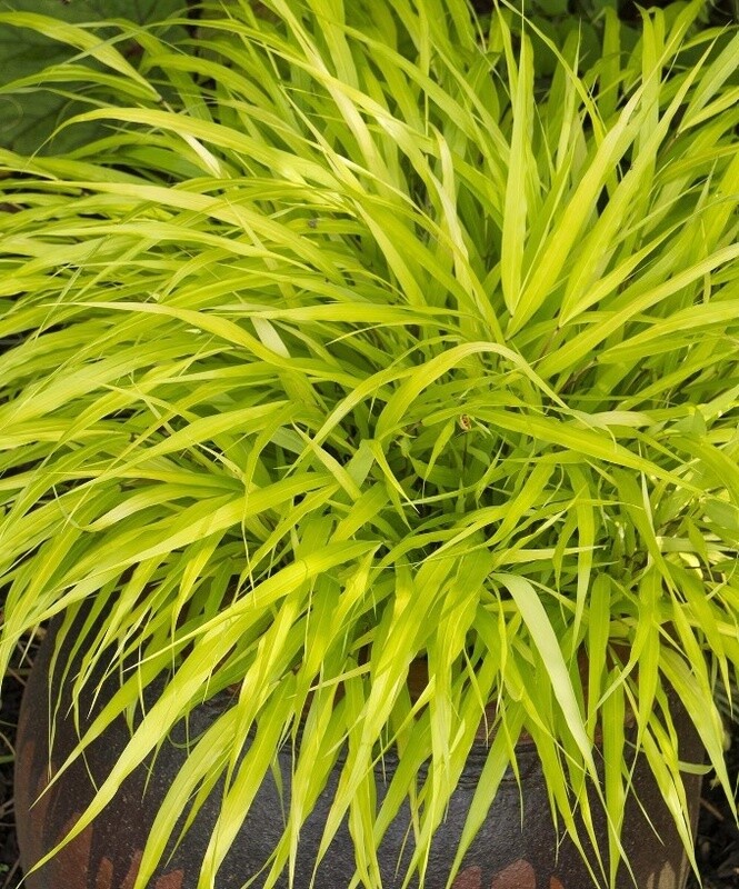 Forest Grass All Gold 1 gal