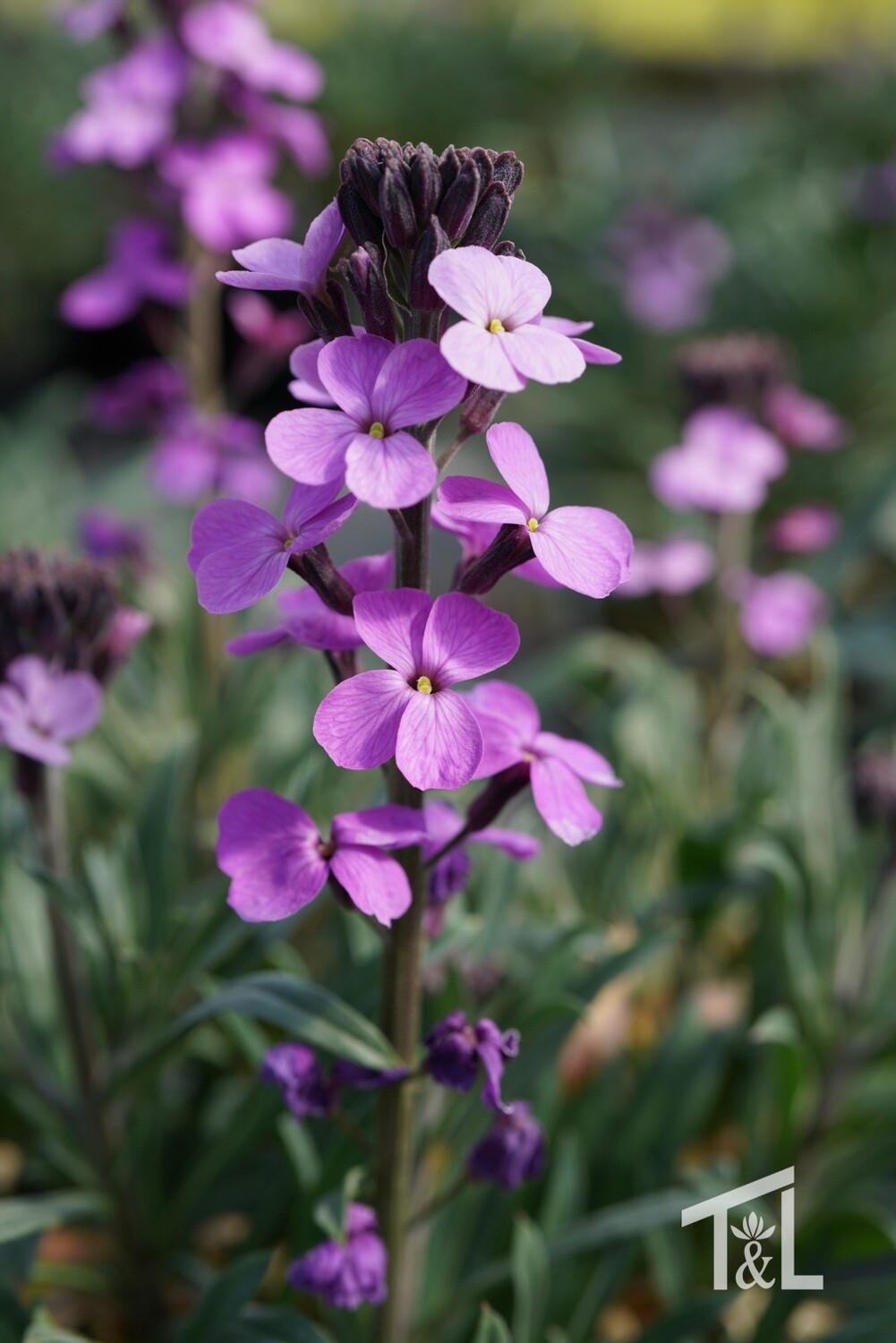 Wallflower Bowles Mauve 1 gal