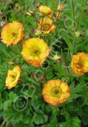 Geum Mango lassi 1 gal