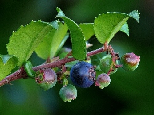 Huckleberry evergreen QT