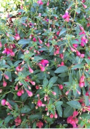 Fuchsia Tom Thumb 1 gal