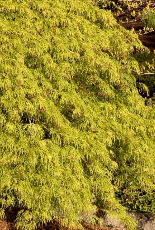 Japanese Maple Waterfall 5 gal