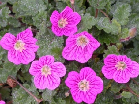 Erodium Bishops form 4&quot;
