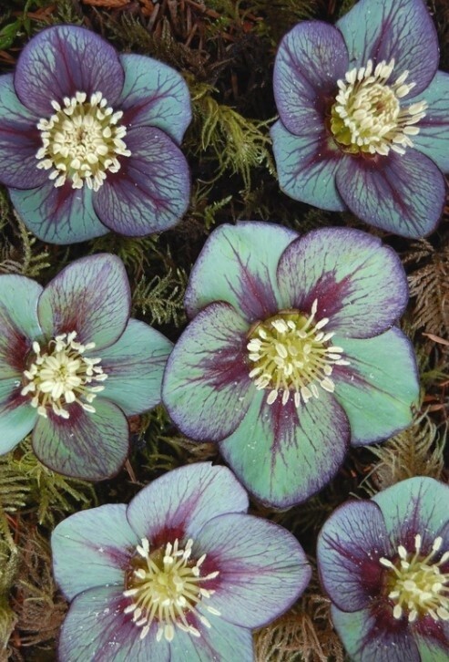 Hellebore Jade Star 1 gal