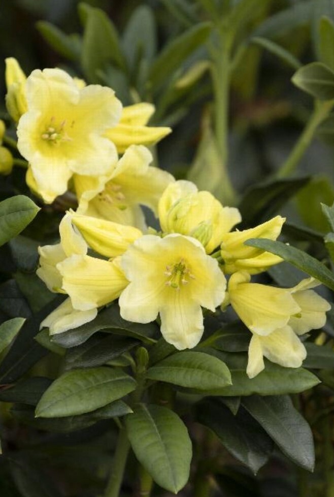 Rhody Hotei 1 gal