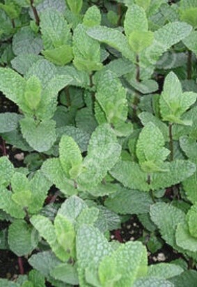 Mint Spanish 4&quot;