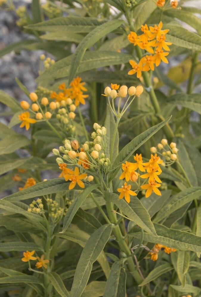 Milkweed Silky Gold 8&quot;