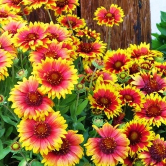 Gaillardia Torchlight 4&quot;