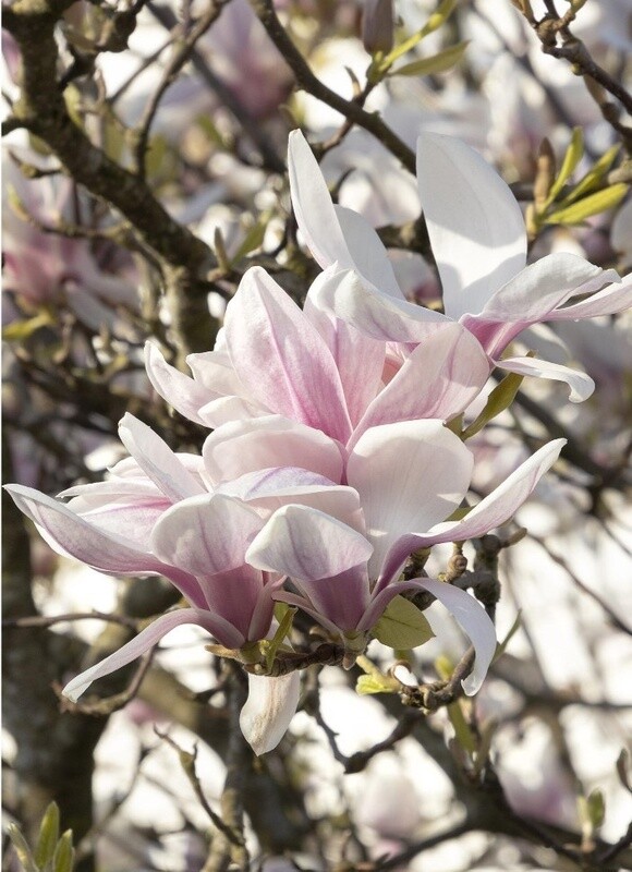 Magnolia Alexandrina 5 gal