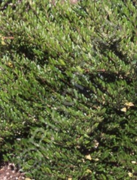Lonicera pileata 1 gal